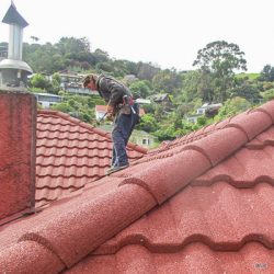 Moss & Algae Treatment, Nelson