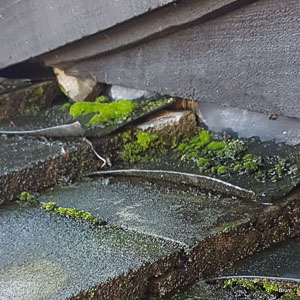 Moss - Roofing Maintenance