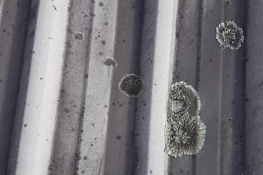 Lichen on longrun roof
