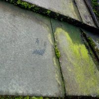 Algae- Roofing Maintenance