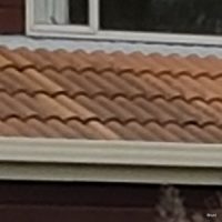 Mould and Black Algae Mould and Black Algae - Roofing Maintenance