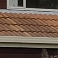 Mould and Black Algae Mould and Black Algae - Roofing Maintenance