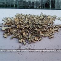 Lichen - Roofing Maintenance