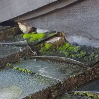 Moss – Roofing Maintenance Moss - Roofing Maintenance