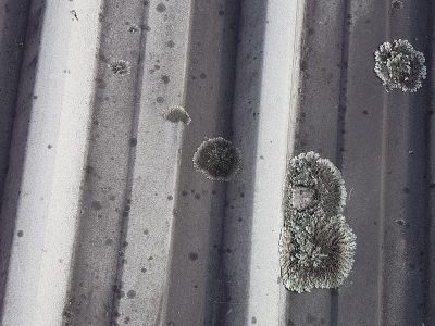 Lichen on longrun roof Lichen on longrun roof